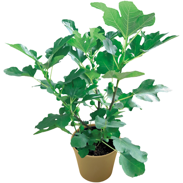 イチジク鉢植え ホワイトイスキア ６号鉢 まるごと 東北 イオン東北オンライン