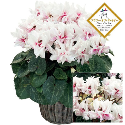 矢祭園芸 シクラメン「ローゼス」ピンクバイカラー 万重咲き（SUSTEE付