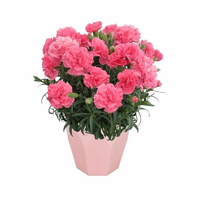 宮城県産　柴田鉢花研究会　カーネーション「ももりーな」