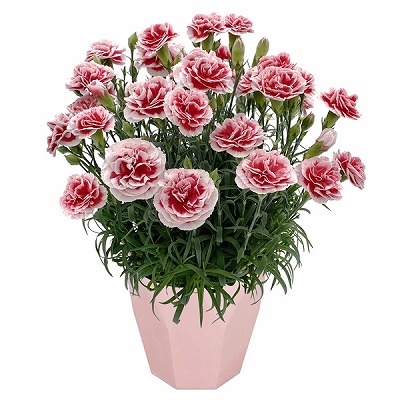 宮城県産　柴田鉢花研究会　カーネーション「いちごホイップ」