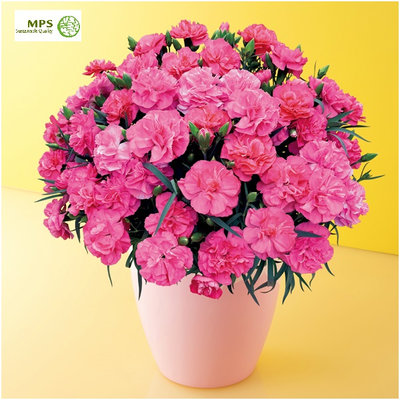 タカハシプランテーション　カーネーション「ピーチキャンドル」(SUSTEE付)