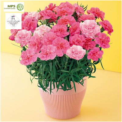 矢祭園芸　カーネーション「ひなあられ」(SUSTEE付)