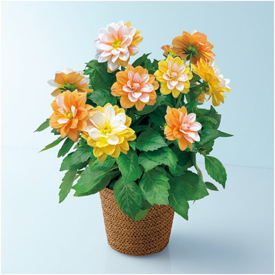 矢祭園芸　ダリア「グランデ・キャラメル」(SUSTEE付)