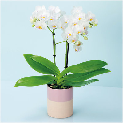 20日入荷⭐️椎名洋蘭⭐️小雪2株4本立ち 椎名洋ラン園 ミディ胡蝶蘭「小雪-koyuki-」2本立（SUSTEE付