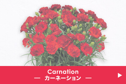 Carnation カーネーション