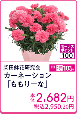 柴田鉢花研究会 カーネーション「ももりーな」