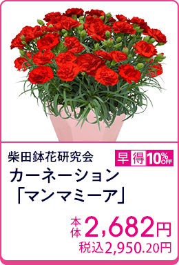 柴田鉢花研究会 カーネーション「マンマミーア」