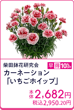 柴田鉢花研究会 カーネーション「いちごホイップ」