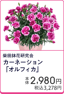 柴田鉢花研究会 カーネーション「オルフィカ」