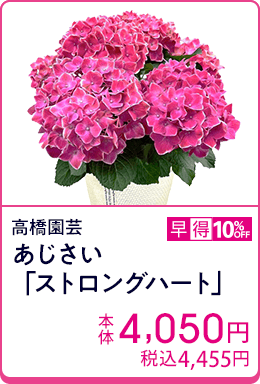 高橋園芸 あじさい「ストロングハート」