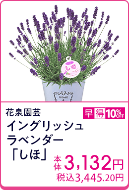 花泉園芸 イングリッシュラベンダー「しほ」