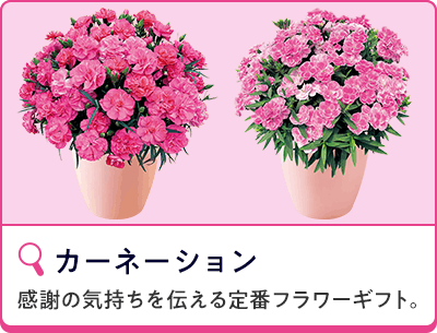 カーネーション