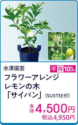 水澤園芸 フラワーアレンジ レモンの木「サイパン」（SUSTEE付）