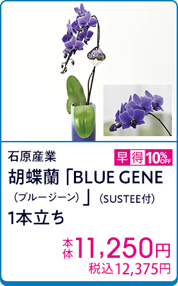 石原産業 胡蝶蘭「BLUE GENE（ブルージーン）」（SUSTEE付）1本立ち