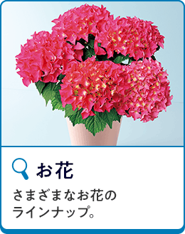 お花
