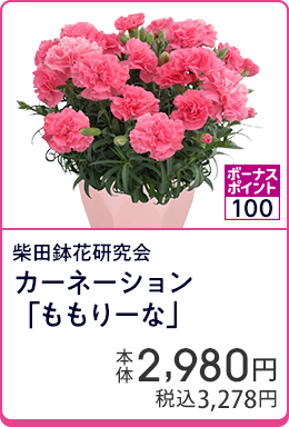 柴田鉢花研究会 カーネーション「ももりーな」
