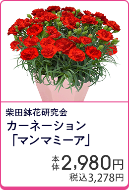 柴田鉢花研究会 カーネーション「マンマミーア」