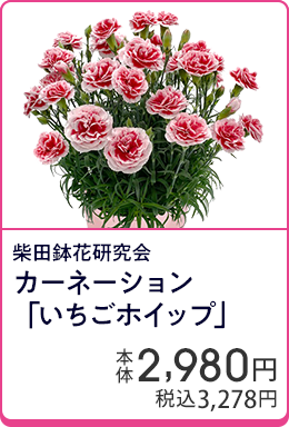 柴田鉢花研究会 カーネーション「いちごホイップ」