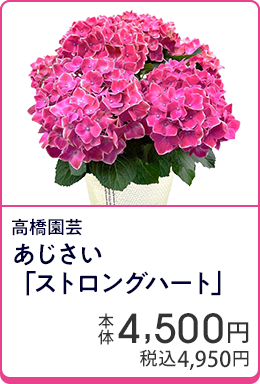 高橋園芸 あじさい「ストロングハート」