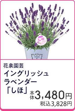 花泉園芸 イングリッシュラベンダー「しほ」