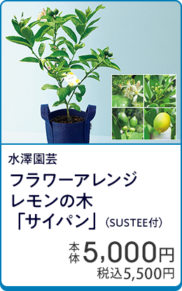 水澤園芸 フラワーアレンジ レモンの木「サイパン」（SUSTEE付）