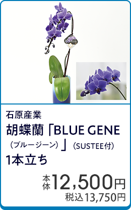 石原産業 胡蝶蘭「BLUE GENE（ブルージーン）」（SUSTEE付）1本立ち