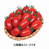 青森県産☆ミニトマトお知らせ 青森県産☆ミニトマトお知らせ 有機JAS